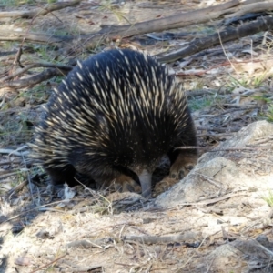 Tachyglossus aculeatus at Kambah, ACT - 5 Jul 2020 12:44 PM