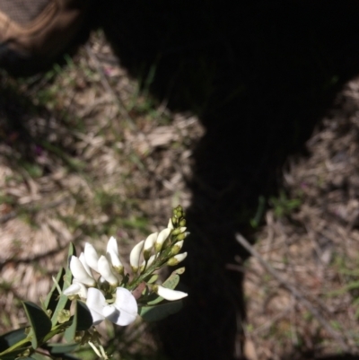Indigofera australis subsp. australis (Australian Indigo) at Namadgi National Park - 9 Oct 2021 by GG