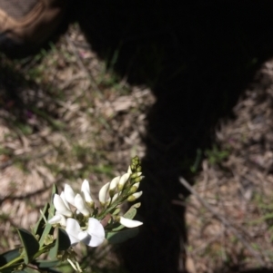 Indigofera australis subsp. australis at Booth, ACT - 9 Oct 2021
