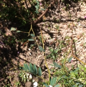 Indigofera australis subsp. australis at Booth, ACT - 9 Oct 2021 12:05 PM