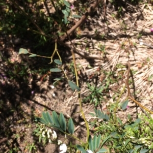 Indigofera australis subsp. australis at Booth, ACT - 9 Oct 2021