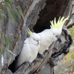 Cacatua galerita (Sulphur-crested Cockatoo) at Chapman, ACT - 6 Jul 2020 by ChrisAppleton