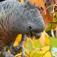 Callocephalon fimbriatum (Gang-gang Cockatoo) at Chapman, ACT - 7 May 2020 by ChrisAppleton