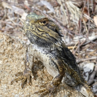 Pogona barbata (Eastern Bearded Dragon) at Chapman, ACT - 12 Feb 2020 by Chris Appleton