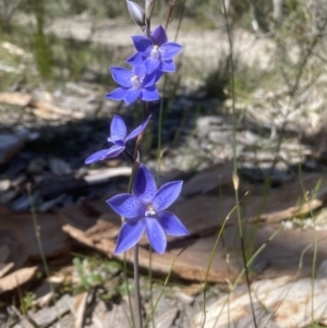 Thelymitra ixioides at Woodlands, NSW - 9 Oct 2021