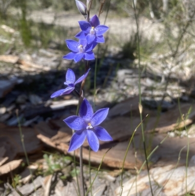 Thelymitra ixioides (Dotted Sun Orchid) at Woodlands, NSW - 9 Oct 2021 by JanetMW