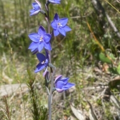 Thelymitra ixioides at Woodlands, NSW - suppressed