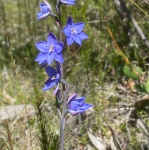 Thelymitra ixioides at Woodlands, NSW - 9 Oct 2021