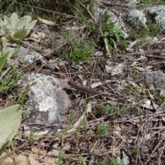 Pogona barbata (Eastern Bearded Dragon) at Red Hill Nature Reserve - 1 Oct 2021 by Miranda