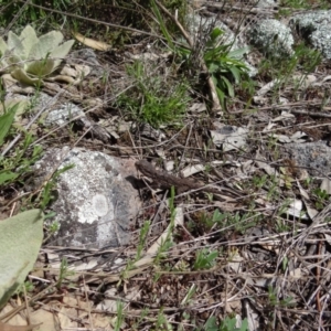 Pogona barbata at Garran, ACT - 1 Oct 2021