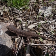 Pogona barbata at Garran, ACT - 1 Oct 2021