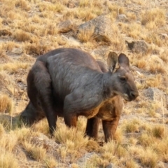 Osphranter robustus (Wallaroo) at Cooleman Ridge - 29 Jan 2020 by Chris Appleton