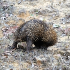 Tachyglossus aculeatus (Short-beaked Echidna) at Cooleman Ridge - 1 Dec 2019 by Chris Appleton