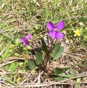 Viola betonicifolia subsp. betonicifolia at Booth, ACT - 9 Oct 2021 02:35 PM