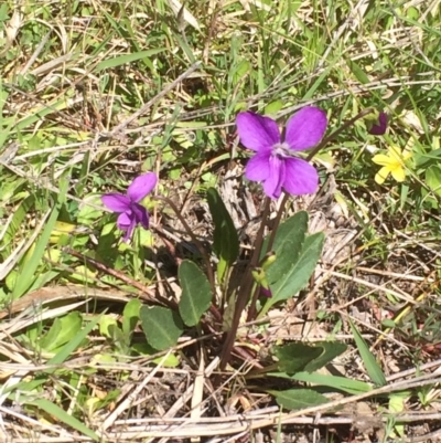 Viola betonicifolia subsp. betonicifolia (Arrow-Leaved Violet) at Booth, ACT - 9 Oct 2021 by GG