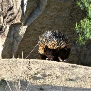 Tachyglossus aculeatus at Chapman, ACT - 12 Sep 2019