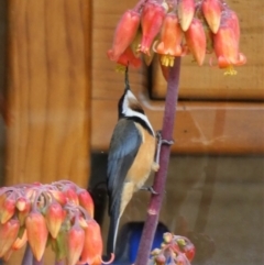 Acanthorhynchus tenuirostris (Eastern Spinebill) at Chapman, ACT - 7 Jun 2020 by ChrisAppleton