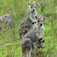 Osphranter robustus (Wallaroo) at Cooleman Ridge - 5 Apr 2020 by Chris Appleton