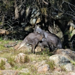 Osphranter robustus (Wallaroo) at Cooleman Ridge - 8 Jun 2020 by Chris Appleton