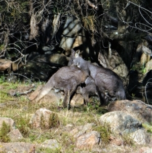 Osphranter robustus robustus at Chapman, ACT - 8 Jun 2020