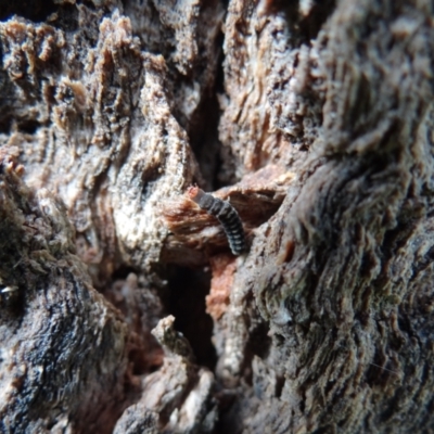 Unidentified Beetle (Coleoptera) at Garran, ACT - 1 Oct 2021 by Miranda