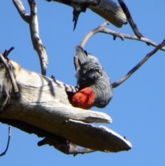 Callocephalon fimbriatum (Gang-gang Cockatoo) at Cooleman Ridge - 9 Feb 2019 by Chris Appleton