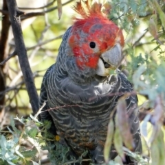 Callocephalon fimbriatum (Gang-gang Cockatoo) at Chapman, ACT - 20 Nov 2019 by Chris Appleton