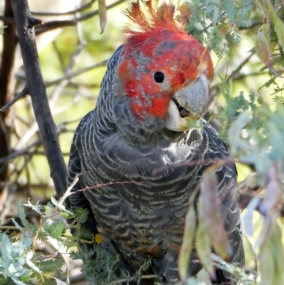 Callocephalon fimbriatum (Gang-gang Cockatoo) at Cooleman Ridge - 20 Nov 2019 by Chris Appleton