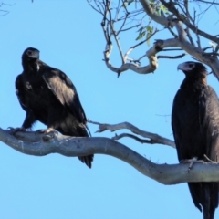 Aquila audax (Wedge-tailed Eagle) at Stromlo, ACT - 10 Feb 2019 by ChrisAppleton