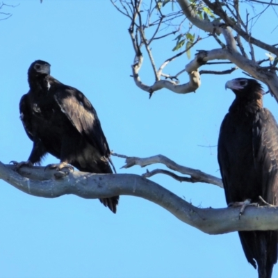 Aquila audax (Wedge-tailed Eagle) at Stromlo, ACT - 10 Feb 2019 by ChrisAppleton