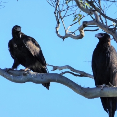 Aquila audax (Wedge-tailed Eagle) at Cooleman Ridge - 9 Feb 2019 by Chris Appleton