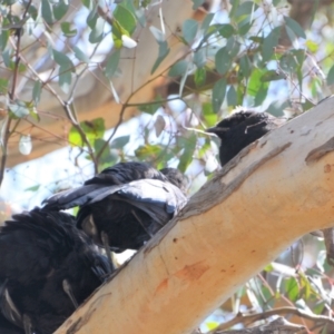 Corcorax melanorhamphos at Greenleigh, NSW - 9 Oct 2021