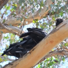 Corcorax melanorhamphos at Greenleigh, NSW - 9 Oct 2021