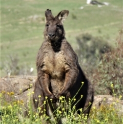 Osphranter robustus robustus (Eastern Wallaroo) at Tuggeranong DC, ACT - 22 Dec 2018 by ChrisAppleton