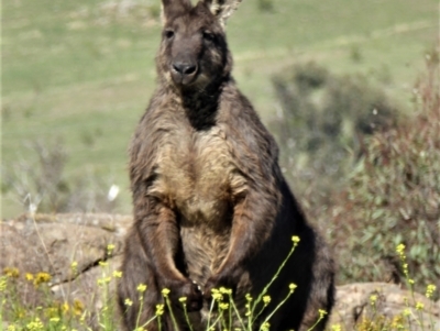 Osphranter robustus robustus (Eastern Wallaroo) at Tuggeranong DC, ACT - 22 Dec 2018 by ChrisAppleton