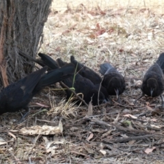 Corcorax melanorhamphos (White-winged Chough) at Kambah, ACT - 13 Dec 2019 by ChrisAppleton