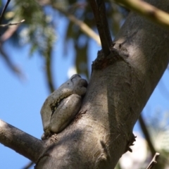 Litoria peronii (Peron's Tree Frog, Emerald Spotted Tree Frog) at Stromlo, ACT - 25 Oct 2015 by ChrisAppleton