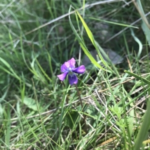 Viola betonicifolia at Forde, ACT - 9 Oct 2021 05:09 PM