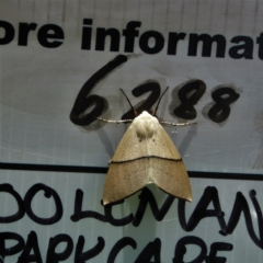 Gastrophora henricaria (Fallen-bark Looper, Beautiful Leaf Moth) at Chapman, ACT - 19 Nov 2017 by Chris Appleton