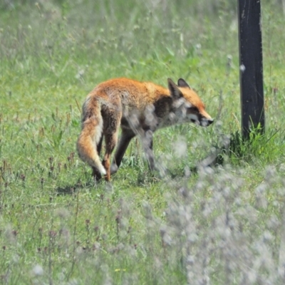 Vulpes vulpes (Red Fox) at Molonglo Valley, ACT - 9 Oct 2021 by wombey