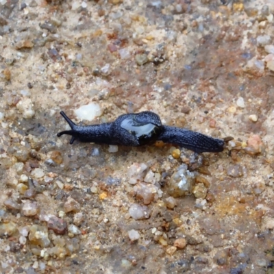 Helicarion cuvieri (A Semi-slug) at Tennent, ACT - 28 May 2017 by Chris Appleton