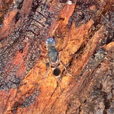 Eupelmidae (family) (Eupelmid wasp) at Jerrabomberra, NSW - 9 Oct 2021 by SteveBorkowskis