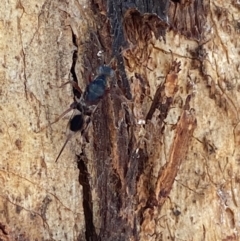 Eupelmidae (family) at Jerrabomberra, NSW - suppressed