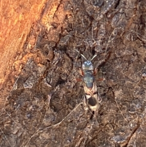 Eupelmidae (family) at Jerrabomberra, NSW - suppressed