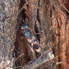 Eupelmidae (family) at Jerrabomberra, NSW - suppressed