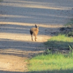 Lepus capensis (Brown Hare) at Holt, ACT - 9 Oct 2021 by wombey