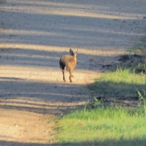 Lepus capensis at Holt, ACT - 9 Oct 2021