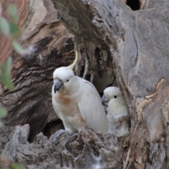 Cacatua galerita (Sulphur-crested Cockatoo) at Chapman, ACT - 30 Dec 2020 by ChrisAppleton