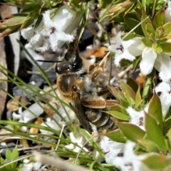 Trichocolletes sp. (genus) (Spring Bee) at Paddys River, ACT - 6 Oct 2021 by HarveyPerkins