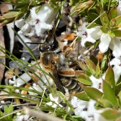 Trichocolletes sp. (genus) (Spring Bee) at Gibraltar Pines - 6 Oct 2021 by HarveyPerkins